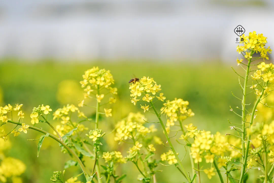 不時不食，不鮮不食——記后稷農業公司春季客戶探春活動